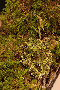 mossy frog
